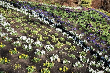 Parterre jardin Lecoq