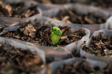 Precision sowing of seeds for pepper seedlings