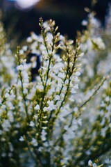 White spring blossom on a frosty morning