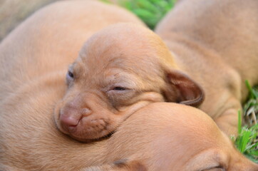 dachshund puppy sleeping 