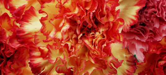 Red color Carnation flower petals close up horizontal long background.