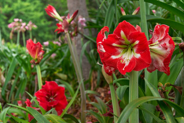 red amaryllis flower in the wild, colorful garden