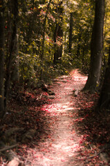 Autumn on a footpath 