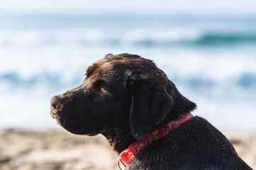 Junior chocolate Labrador Retriever portrait. Dirty dog with sand on the beach.