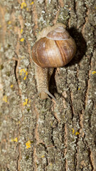 Grape snail early morning on green grass with dew