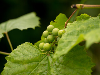 Green berries of young grapes in early spring