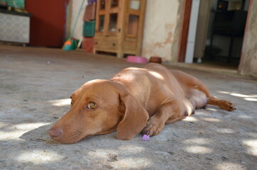 dog on the porch