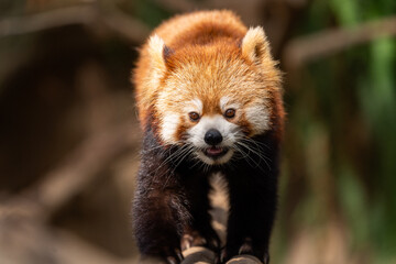 The red panda lives in the mountains from southwest China to the Himalayas.