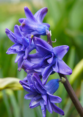 Flowers of blue Hyacinthus