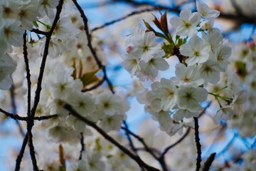 Cherry tree blossom on a frosty spring morning 