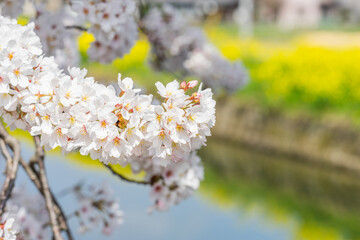 お花見 (日本 - 滋賀 - 余呉湖)