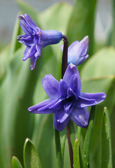 Flowers of blue Hyacinthus