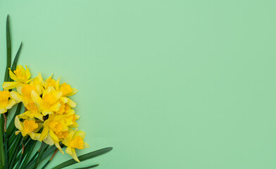 Photo in spring style. Easter concept. Yellow flowers of daffodils on a mint green background. bouquet of daffodils flowers. Layout for design. Mothers Day. mockup. copy space. top view. Flat lay