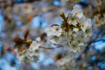 Cherry tree blossom on a frosty spring morning 
