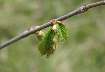Common hornbeam young leaves