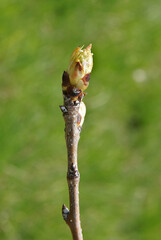 Pear tree branches with buds