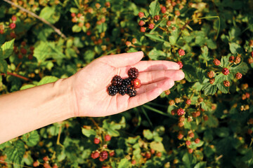 Organic tasty blackberry in the hands of a girl. Proper nutrition, raw food diet. Farm products. Healthy lifestyle. Delicious juicy berry close-up. Gathering ripe fruits in the garden. Eco product