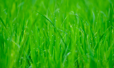 green grass background