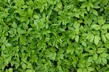Fresh leaves of ground elder