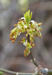 Box Elder (Acer negundo) inflorescence