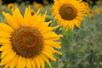 Yellow sunflowers on a background of green grass. Selective focus