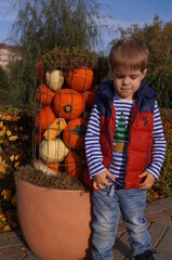 boy and pumpkins