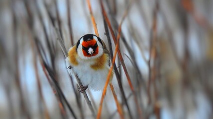 Niewielki ptak z opaską na oku © Dawid