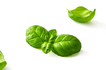Fresh basil leaves isolated on white background