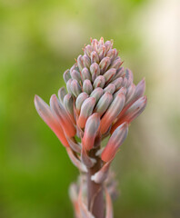 Fototapeta premium Blooms of the agave signal spring ime