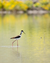black necked stilt in a pond with wildflowers and reflections in San Jacinto Wildlife area near Riverside, CA