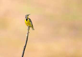 Meadowlark showing off its yellow torso