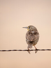 Western Meadowlark against a milky rose background at San Jacinto wildlife area