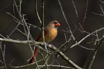 Female Cardinal on a branch
