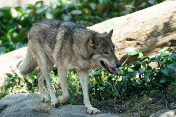 Timber wolf walking in the grass