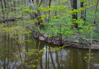 Fototapeta na wymiar 643-102 Spring Along the Galien River