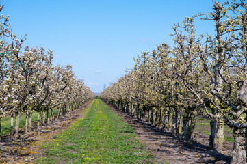 Fototapeta na wymiar Cultivation of pear fruits on Dutch orchards, spring white blossom of pear trees