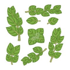 Set of fresh oregano leaves. Spices.