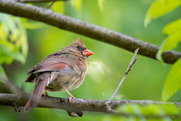 Female Cardinal
