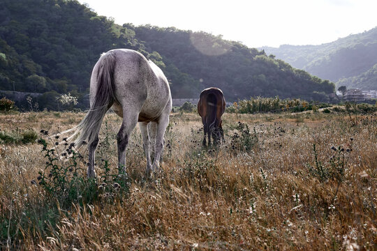 White and brown horses graze in a pasture with dry grass. Two young mares are walking across the field towards the sunset in mountain landscape.