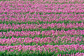 Tulips bulbs production in Netherlands, colorful spring fields with blossoming tulip flowers