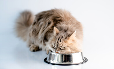 Fluffy cat eating from bowl in light room