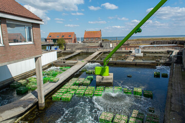 Oysters growing systems, keeping oysters in concrete oyster pits, where they are stored in crates in continuously refreshed water, fresh oysters ready for sale and consumption