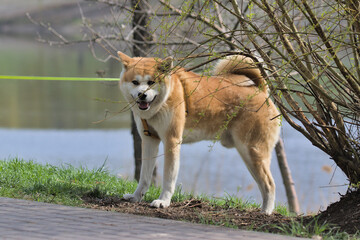 A cute dog is walking in the city park area. Sunny day. Pet. Blurred background. Close-up.