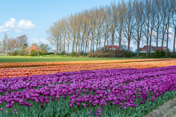 Tulips bulbs production in Netherlands, colorful spring fields with blossoming tulip flowers