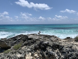 Pelican resting along a rocky shore