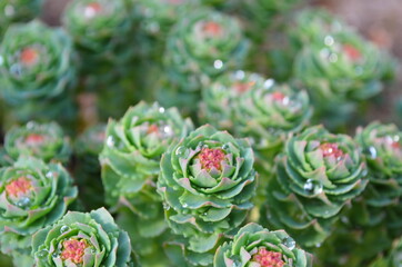 Rhodiola rosea with water drops close up