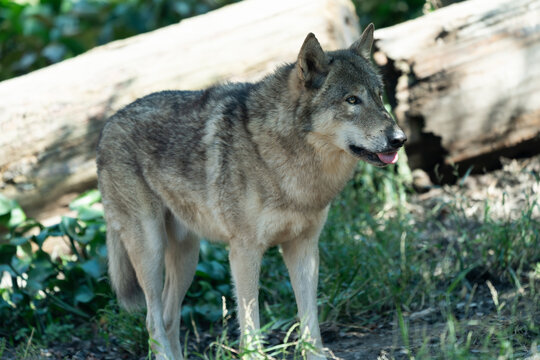 Timber wolf walking in the grass