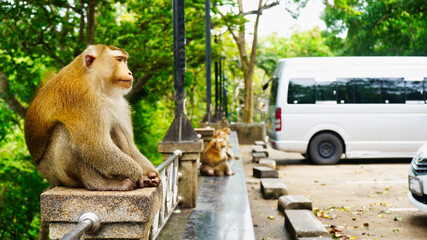 Monkeys sitting comfortably and staring somewhere in phuket