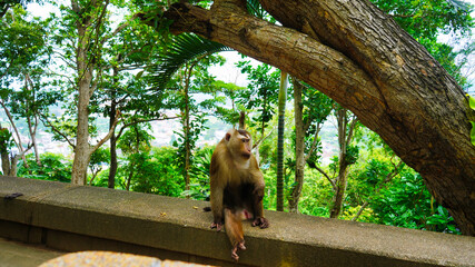 Thailand. The monkey sits on a railing. The island of Phuket. An observation deck on the mountains of Phuket.