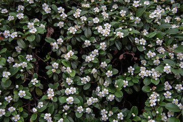 white flowers among green leaves